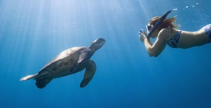 Una tortuga, en los fondos marinos de las islas Galápagos, en Ecuador.