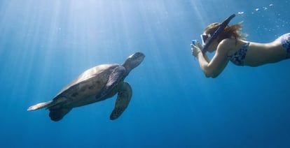 Una tortuga, en los fondos marinos de las islas Gal&aacute;pagos, en Ecuador.