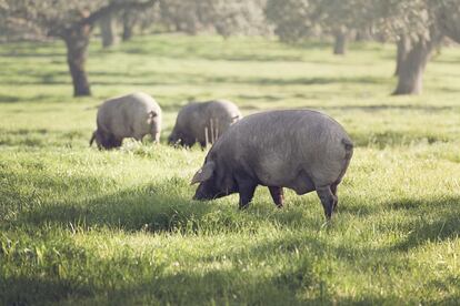 Señorio de Montanera, en la D.O. de Extremadura ha puesto a la venta una edición limitada, a través del Club Ibérico, hasta el 31 de mayo, en la que es posible adquirir medio cerdo ibérico puro de bellota (21 kg, 795 euros) o el cerdo completo (32 kg, 1.395 euros), cuyas piezas curadas se enviarán desde junio de este año hasta noviembre de 2024. Como novedad de esta edición, cada envío se maridará con un vino de la bodega boutique vallisoletana Cepa 21. https://tienda.senorio.es/es/