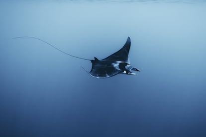 Manta raya de la especie mobula mobular en su habitat natural.