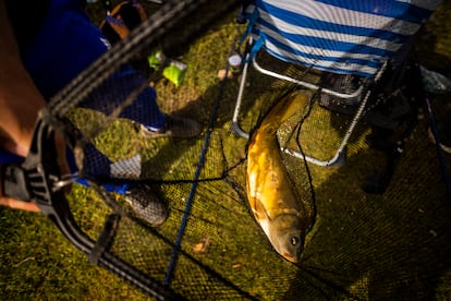 Una carpa royal capturada en una jornada de pesca por un grupo de jóvenes del pueblo de Castilblanco en la presa. 