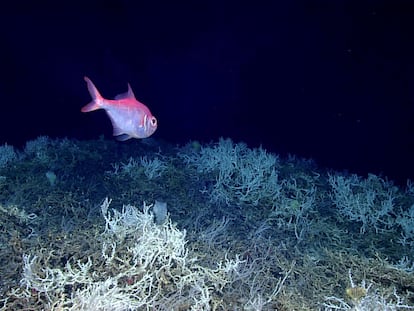 An alfonsino fish swims above a thicket of Lophelia pertusa coral during a dive on a cold water coral mound in the center of the Blake Plateau off the southeastern coast of the U.S., in June 2019.