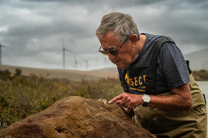 El biólogo Miguel Delibes de Castro inspecciona el excremento de una nutria que había comido cangrejos, cerca de Zahara de los Atunes (Cádiz).