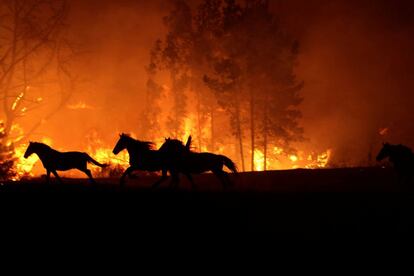 Varios caballos huyen del fuego en Portezuelo (Chile).