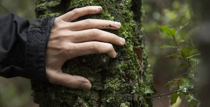 Imagen de un árbol en un bosque de Girona.