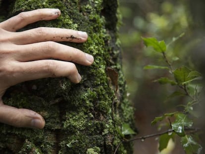 Imagen de un árbol en un bosque de Girona.