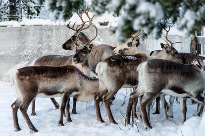 Reindeer in a corral at Lappeasuando near Kiruna, Sweden, await to be released onto the winter pastures on Nov. 30. 2019.