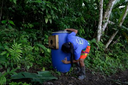 Esta indígena emberá de 24 años participa en un proyecto de la ONG 'Adopta Bosque Panamá' para la conservación de este ave, cuya población mundial es menor a 3.700 ejemplares, incluidos juveniles y maduros, según la Lista Roja de la Unión Internacional para la Conservación de la Naturaleza (UICN). En la imagen,  Grajales revisa un nido artificial para guacamayas verdes antes de ser instalado.