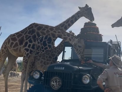 La jirafa Benito es recibida por su nueva manada en Africam Safari.