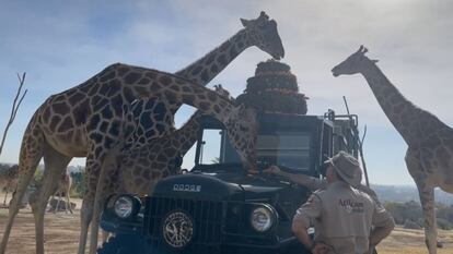 La jirafa Benito es recibida por su nueva manada en Africam Safari.