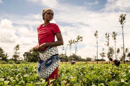 Una mujer cosecha alubias para la Cooperativa de Njukini, en Kenia.