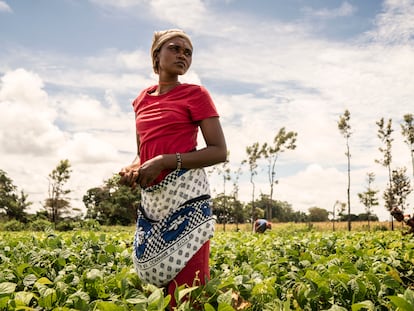 Una mujer cosecha alubias para la Cooperativa de Njukini, en Kenia.