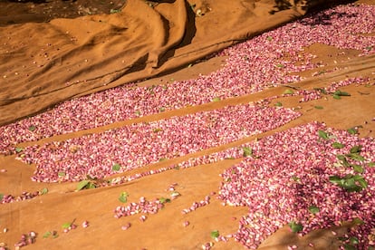 Pistachos caídos en las redes de recolección en el Centro de Investigación Agroambiental El Chaparrillo, en Ciudad Real.