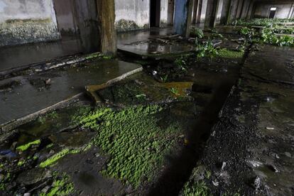 El musgo y la vegetación cubre el suelo de la planta quinta del antiguo Hotel Ducor en Monrovia, Liberia, el 1 de octubre de 2017. El hotel Ducor fue en su día el más prominente de África. Construido en el punto más elevado de Monrovia por el israelí Moshe Mayer en 1960, cerró sus puertas 29 años después tras haber sido el primer establecimiento hotelero de 5 estrellas en el continente. Frecuentado por políticos, diplomáticos y empresarios de toda África y extranjero, fue un ejemplo de los años prósperos que vivió en aquella época la África occidental. Sus instalaciones acogieron numerosas reuniones entre líderes africanos y numerosas anécdotas envuelven su historia, como una del dictador ugandés Idi Amin, de quien se dice que se zambulló en su piscina con pistola incluida. El Ducor fue usado tamibén como posicionamiento de tiro por los compatientes del ex presidente liberiano Charles Taylor durante el sitio de Monrovia por las fuerzas rebeldes en 2003. Desde entonces, una espesa vegetación rodea cada uno de los rincones de este edificio desértico de estilo art déco.