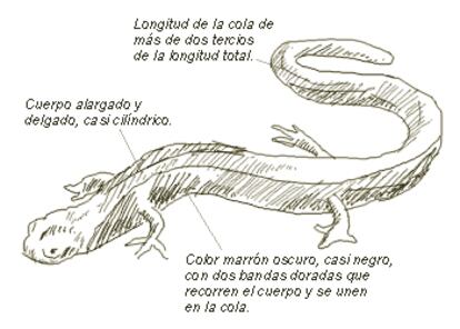 Nombre común: Salamandrita rabilarga
Nombre científico: Chiglossa lusitanica (Bocage)
Orden: Urodelos
Familia: Salamandridae