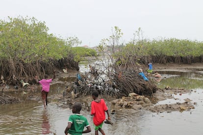 Un grupo de niños de Cockle Bay salta para jugar entre los manglares aprovechando la marea baja. Este es el último fragmento de bosque de manglar en la costa del asentamiento. El ecosistema del manglar del Estuario del Río de Sierra Leona fue declarado oficialmente como una reserva del tipo Ramsar en el año 2000.