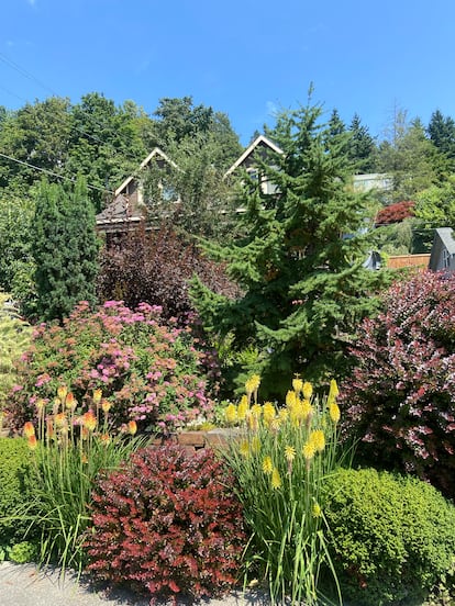 Una composición de vivaces y arbustos de hoja perenne en torno a una conífera llena de ritmo y color este jardín en pendiente.