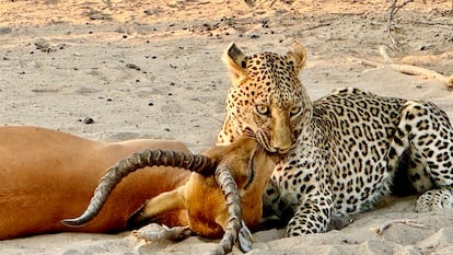 Leopardo cazando un impala en el Parque Nacional de Chobe.