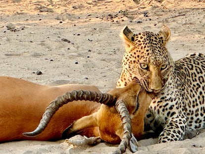 Leopardo cazando un impala en el Parque Nacional de Chobe.