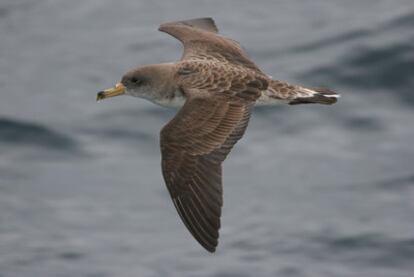 An example of a Cory's Shearwater.