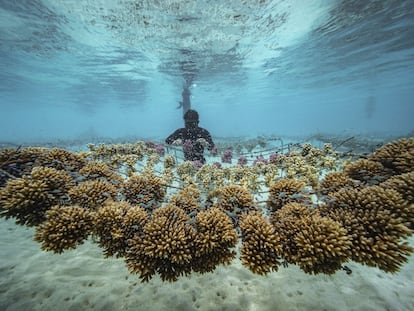 Uno de los miembros de Coral Gardeners trabaja en uno de sus viveros de corales en la Polinesia Francesa.