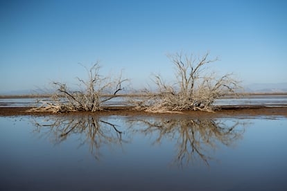 Pinos salados en el estuario al sur de Mexicali. Estos pinos son una especie invasora que ha desplazado la población de álamos, mezquites y sauces.