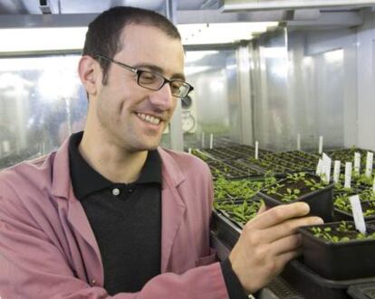 Cyril Zipfel con cultivos de su tomate transgénico en su laboratorio de Sainsbury (Reino Unido).