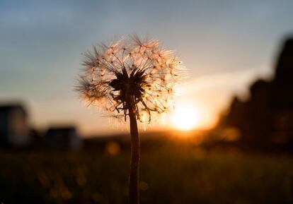 Un diente de león, nacido en primavera, crece en un parque cerca de Stanley, Virginia (EE UU), 7 de mayo de 2014.