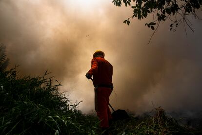 Incêndio no Parque do Cocó, em Fortaleza, atinge uma área de 46 hectares.