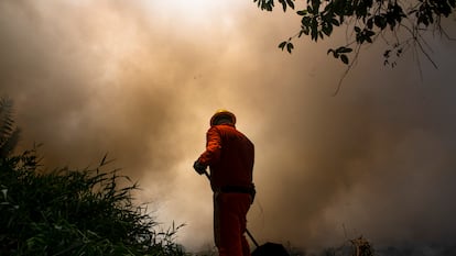 Incêndio no Parque do Cocó, em Fortaleza, atinge uma área de 46 hectares.