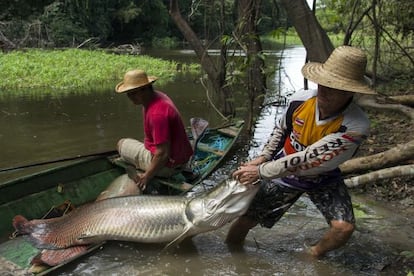 Pesca del piraruc&uacute; en aguas del Amazonas.