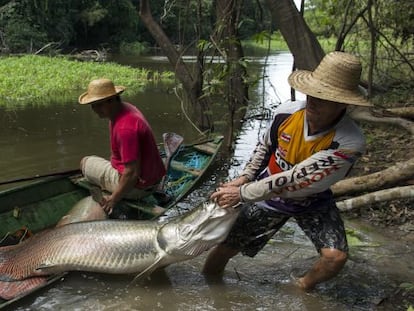 Pesca do pirarucu em aguas do Amazonas.