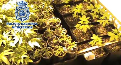 Las plantaciones de marihuana incautadas en Andújar (Jaén).