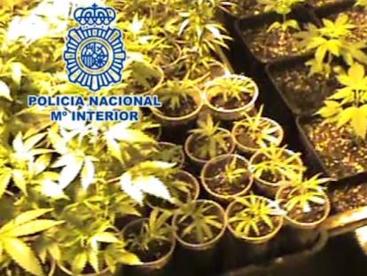 Las plantaciones de marihuana incautadas en And&uacute;jar (Ja&eacute;n).