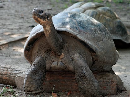 Tortuga 100 años madre