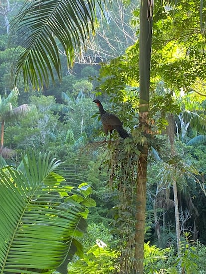 Un jacu en un árbol en la Hacienda Camecim.