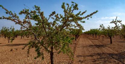 Una plantación de pistacheros