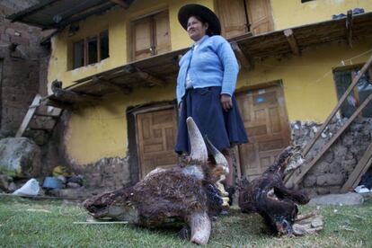 Los campesinos de Cotabambas también denuncian la muerte de su ganado por inanición al quedar sus pastos cubiertos por el polvo. En la imagen, Guadalupe Sota, muestra los restos de dos de las cuatro reses que tenía y que murieron. “Se quedaron tan secos que no los come ni el perro”, afirma.