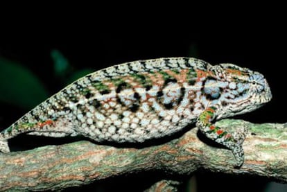 El lagarto<i> Furcifer lateralis </i>vive en Madagascar, una zona de alto riesgo de extinción.