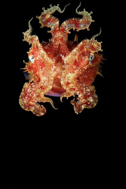 Un ejemplar de Sepia bandensis fotografiado en la isla de Waigeo, en Indonesia, en noviembre de 2010. 