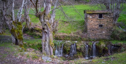 Varios castaños en la sierra de O Courel (Galicia).