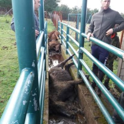 The dead mares in the deworming corridor.