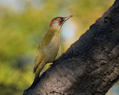 An Iberian pito specimen in the Alamillo Park, in an image assigned by the park.