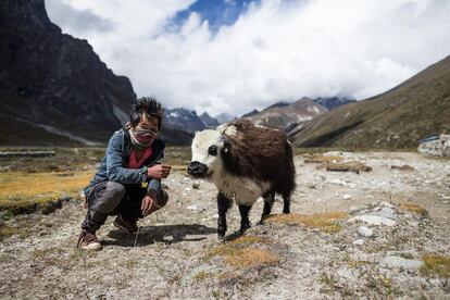 Un joven nepalí ayuda a una cría de yak herida hasta un poblado cercano donde poder recuperarse, en Pheriche (Nepal).