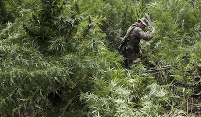 Una agente fiscal durante una visita a una plantación de marihuana en Alto Paraná (Paraguay).