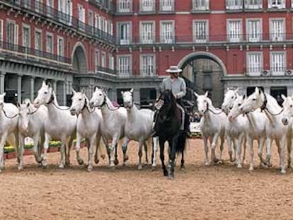 Yeguas andaluzas en la plaza Mayor
