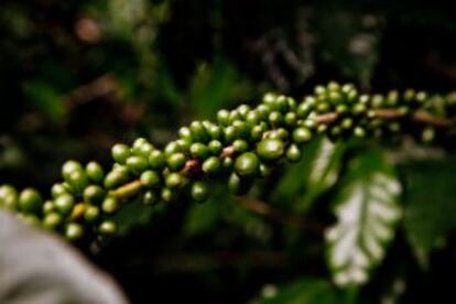 Granos de café de Nicaragua