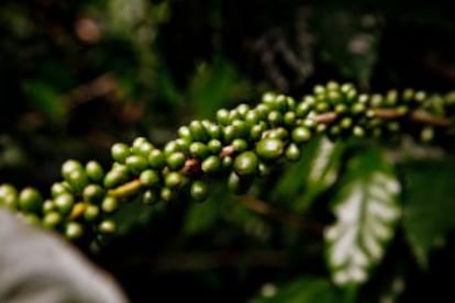 Granos de café de Nicaragua