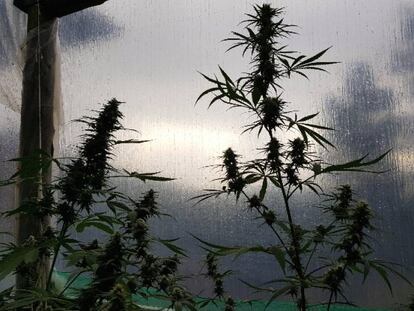 Plantas de Cannabis do tipo sativa em estufa de cultivo para uso medicinal.