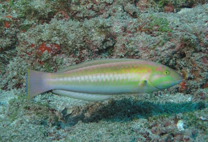 Halichoeres rubrovirens, ou Sabonete de Trindade, um dos peixes que só é  encontrado na Cadeia Vitória-Trindade. 